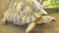 密輸で押収された絶滅危惧種の「ホウシャガメ」 飼育を委託されたおもちゃ王国で一般公開 岡山・玉野市