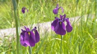 実は機能性も…特徴的な花びらが美しい「ノハナショウブ」 岡山・総社市