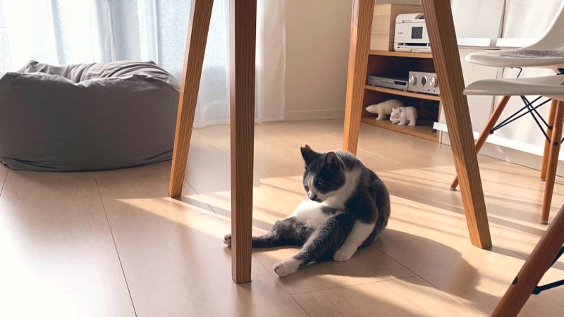 脱力するくまお