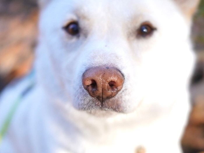 ぷるんぷるんの鼻。最近カサカサしてきたのでワセリンを塗ってケアしている