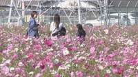 高松市一宮地区でコスモスが見頃 地域の人が育て面積が5倍に
