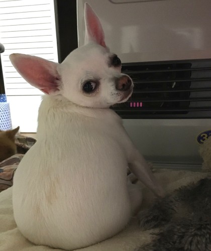 寒い日、家のストーブに当たるこうめちゃん、今よりむちっとしていた頃「大福じゃないわよ」(森廣さん提供)