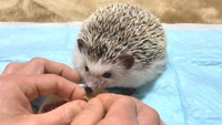 愛らしい「もぐもぐタイム」が約41万回再生! インスタグラムで話題のハリネズミ 岡山・笠岡市
