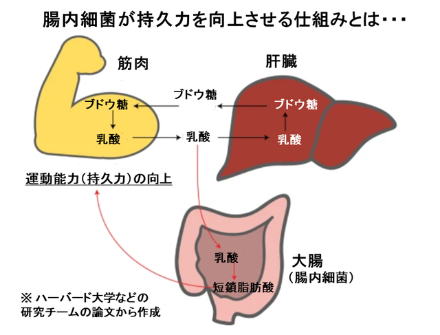 持久力向上の仕組み