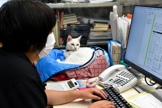 従業員が仕事する隣でくつろぐ、しまや出版「癒し課」のユキ=2021年8月27日、東京都足立区宮城2丁目、塩入彩撮影