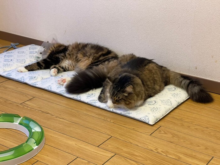 タルト(右)と並んでお昼寝中(かおりさん提供)