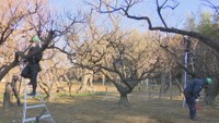 梅の本格的な開花に備え…後楽園で剪定作業 岡山市