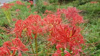岡山県の南部~中部のヒガンバナ 「彼岸過ぎ」に咲きそろう