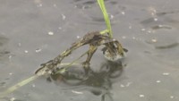 猛暑で新米の生産量・価格に懸念 水田に藻が増殖…倒れる稲も 農家「あきらめるしかない」