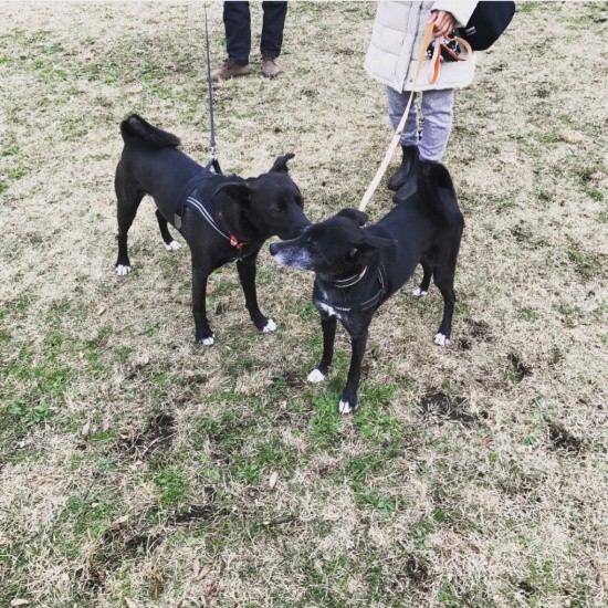譲渡されてから公園で兄弟に再会!