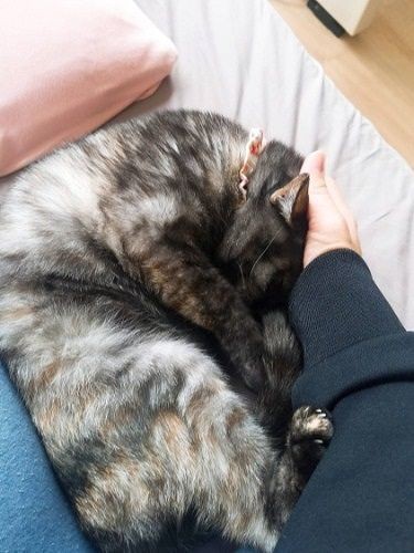 「甘えちゃお」「これからずーっと一緒よ」(提供写真)