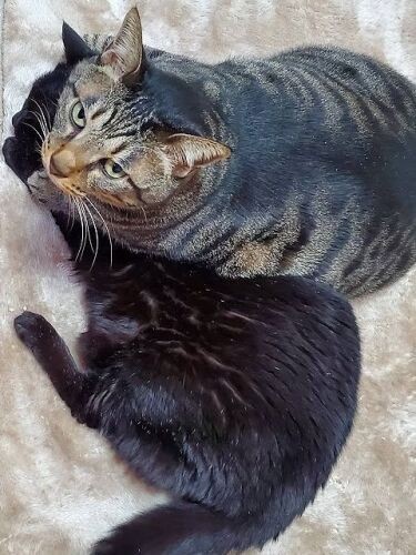 「やせたらイヌオちゃんもつぶれることないし」