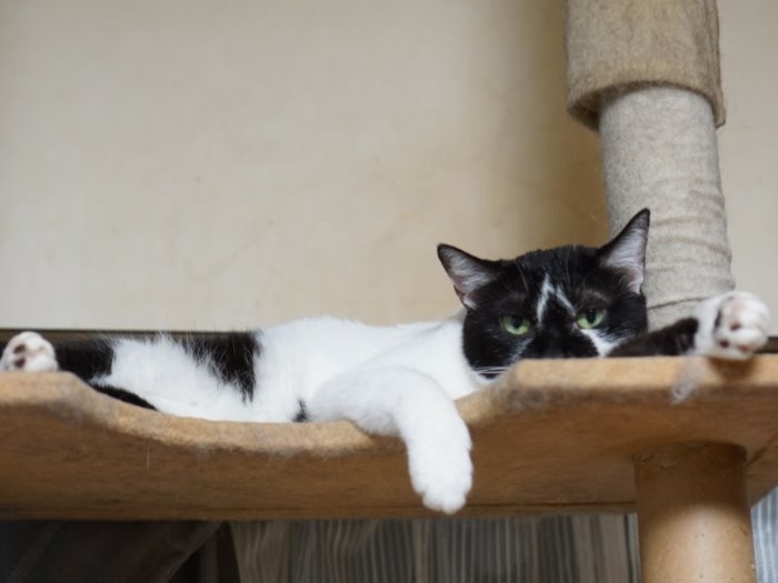 個性的な顔の楓ちゃん