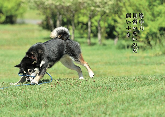 「集中力 見習いたいのだ 飼い主も」human's eyesより(辰巳出版提供)