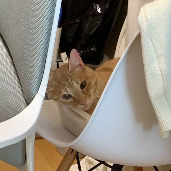 娘たちの寝室でくつろぐきなこ