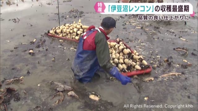 伊豆沼レンコンの収穫が盛ん 宮城・栗原市