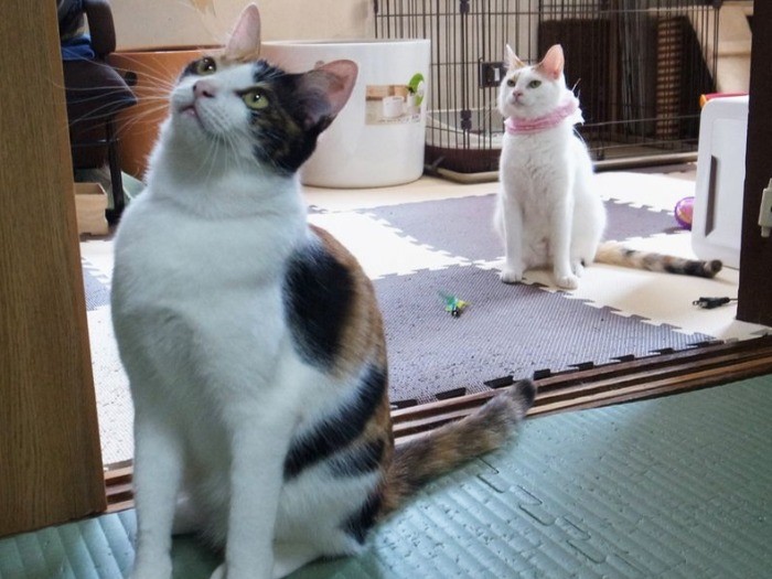 仲良しな姉妹猫、アスカちゃん(左)とレイちゃん