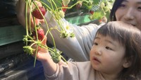 「甘い!」農園でイチゴ狩り 香川県オリジナル品種が食べ放題 換気やマスクで新型コロナ対策も