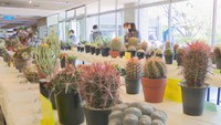 見たことのないような“サボテン”を楽しんで 岡山市で展示会 個性豊かな作品147点が並ぶ