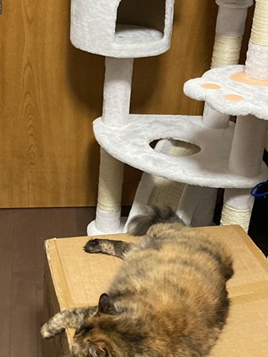 キャットタワーには目もくれず、段ボールでくつろぐみぎちゃん(野口さん提供)