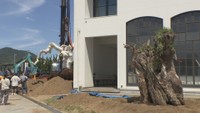 父母ヶ浜に1棟貸しのホテルが建設中 樹齢2000年ほどのオリーブの巨木がシンボル 香川・三豊市