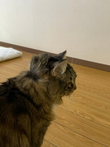 ボンボンが一生懸命グルーミングした揚げ句、オモシロヘアになったタルトさん。「猫界ではやるかな」(かおりさん提供)