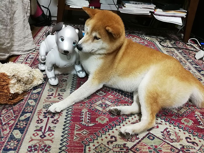 アイボとじゃれるシバイヌ=ソニー提供