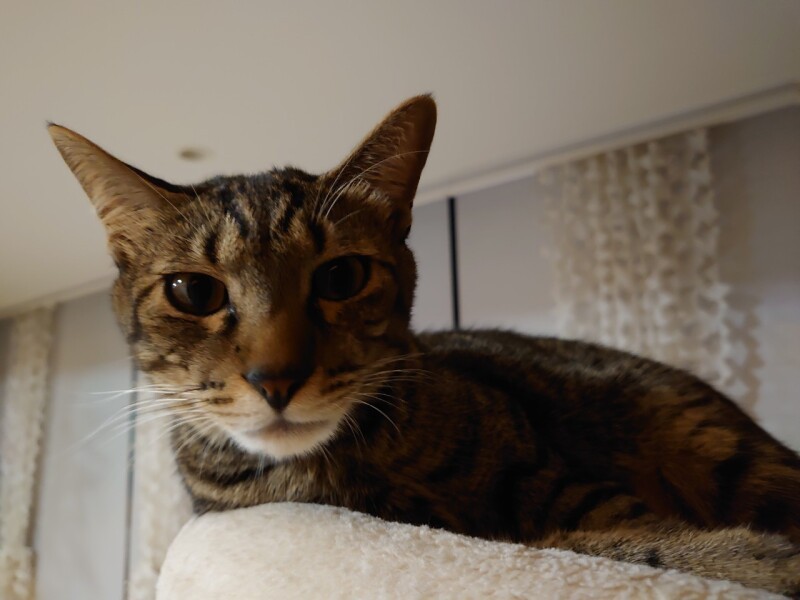 あさひの顔は、はやてにそっくり=たいがにもそっくり(たい平さん提供)