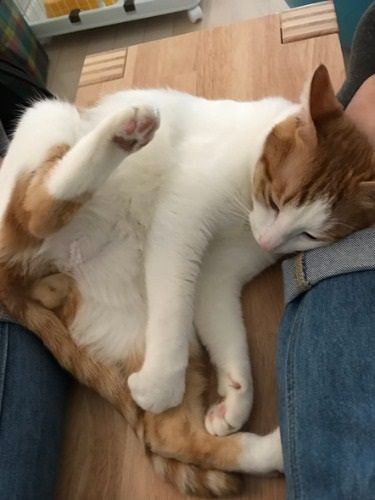 にゃん玉がみえてるよー(提供写真)