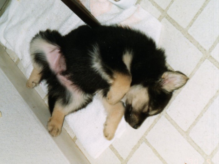 天真らんまんなルパン