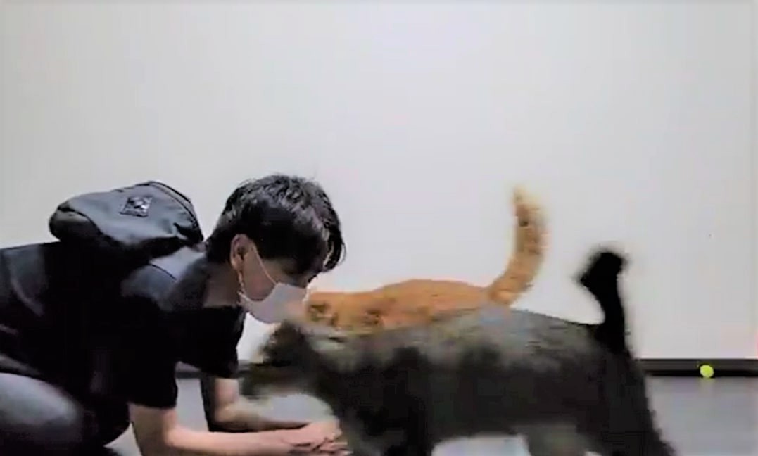 いつも出迎える猫たちが、飼い主をスルーした瞬間が話題「口裏あわせた?」