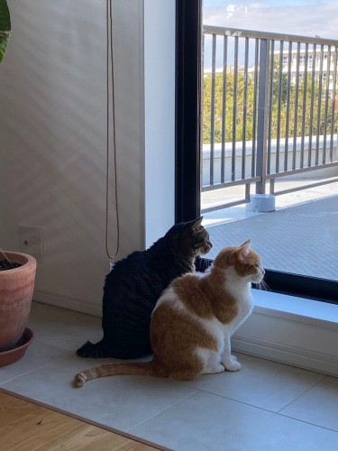 寄り添って何を見ているのかな?(千鶴子さん提供)