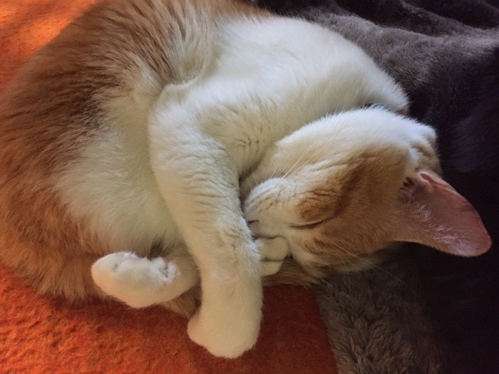 「ごくふつうの、なんの変哲もない猫」と、規子さんは愛情を込めて話す(規子さん提供)