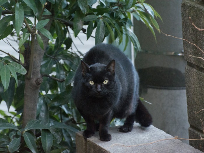 自宅マンションの塀の上にときどき現れる黒猫。(小林写函撮影)