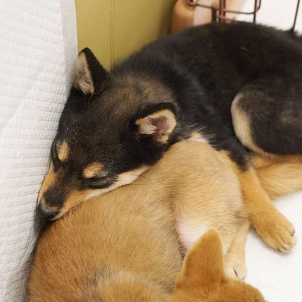 お母さんがうれし涙を流した、2匹寄り添ってのお昼寝姿(UG提供)