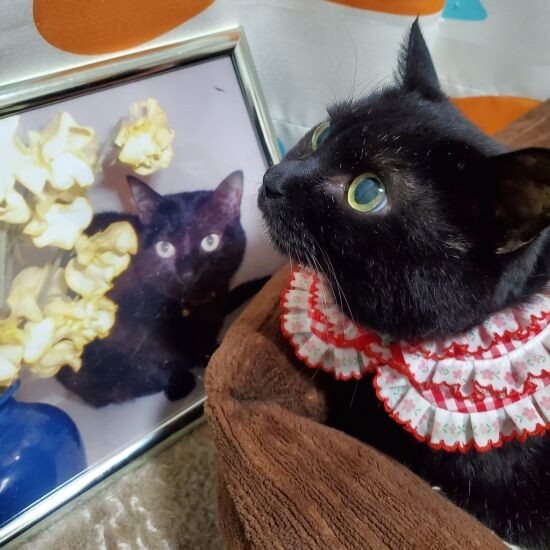 先代黒猫クロ(額の写真)の倍の年になりました、「クロちゃん、見守ってくれてありがとね」