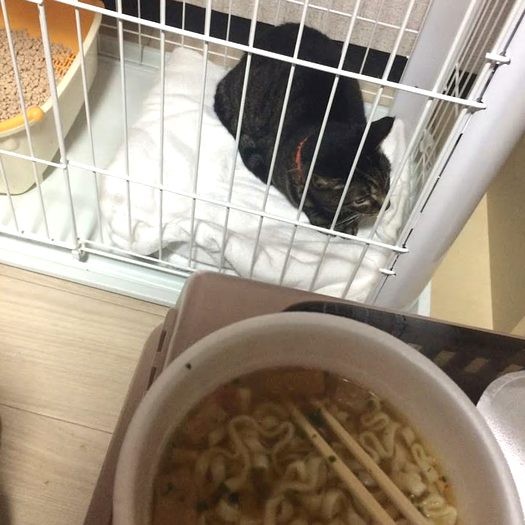 シェルターに戻り、この日初めての食事