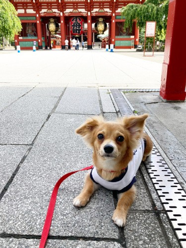 下町ボーイのゾーイくん。観光客がたくさんいても上手にお散歩できるように(お母さん提供)