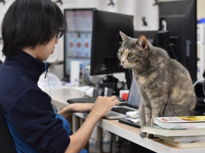 「会社で猫に会えるのが楽しい」とプログラマーの大菅智史さん