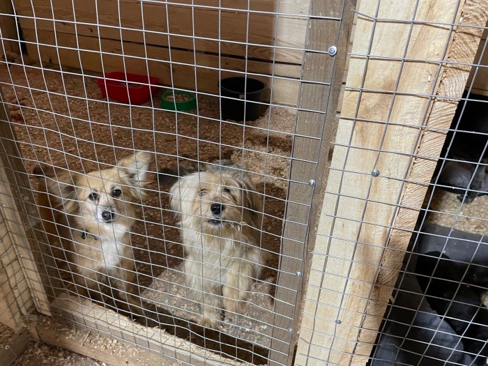 被災した犬たち