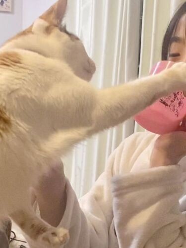「ミルクをよこせ~」レミお姉ちゃんのコップに手をかける瞬間。マーズは猫用ミルクより、人の飲むミルクに興味があるみたい(Aさん提供)