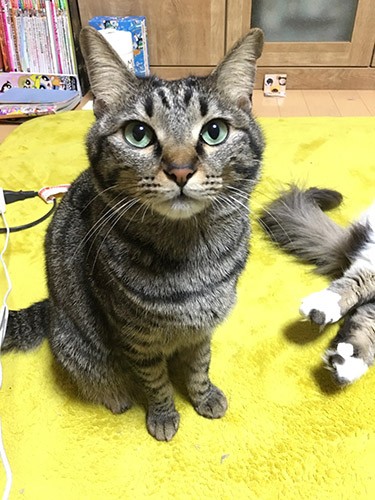 きれいな緑の目が美しい夢ちゃん