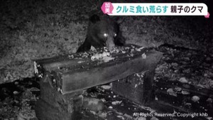 クルミにハチミツ クマに食い荒らされる被害 冬眠前に動き活発化か