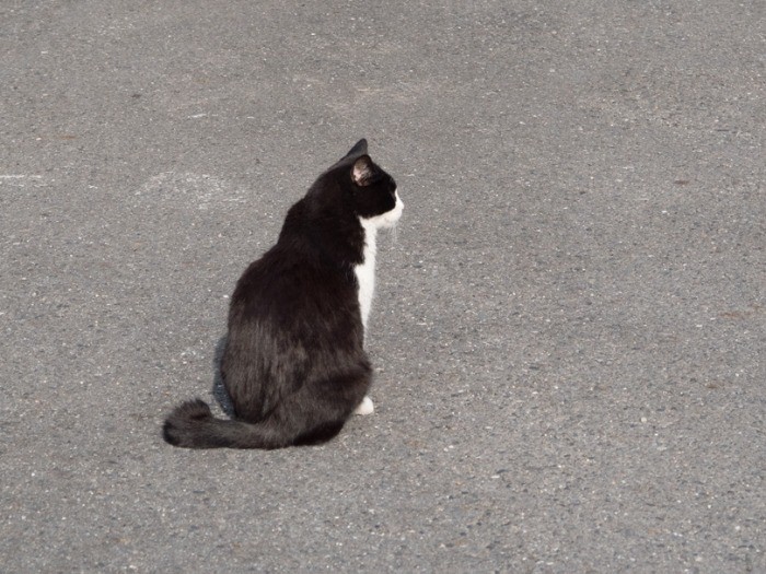 「誰か通らないかな」。(小林写函撮影)