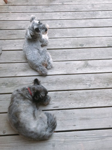 リラックスしているJIRO(上)とキャンディ