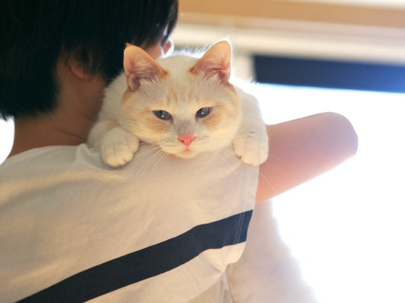 最近、こじろう兄ちゃんに似てきたドイ家の「あお」(ケニア・ドイ 撮影)