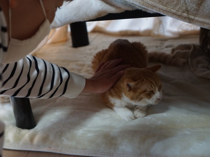 「また会えてよかった」とかんぺいをなでる美香さんの妹、宏美さん。宏美さんは昨年5月に都内で白黒猫クロコを保護して飼い始めた