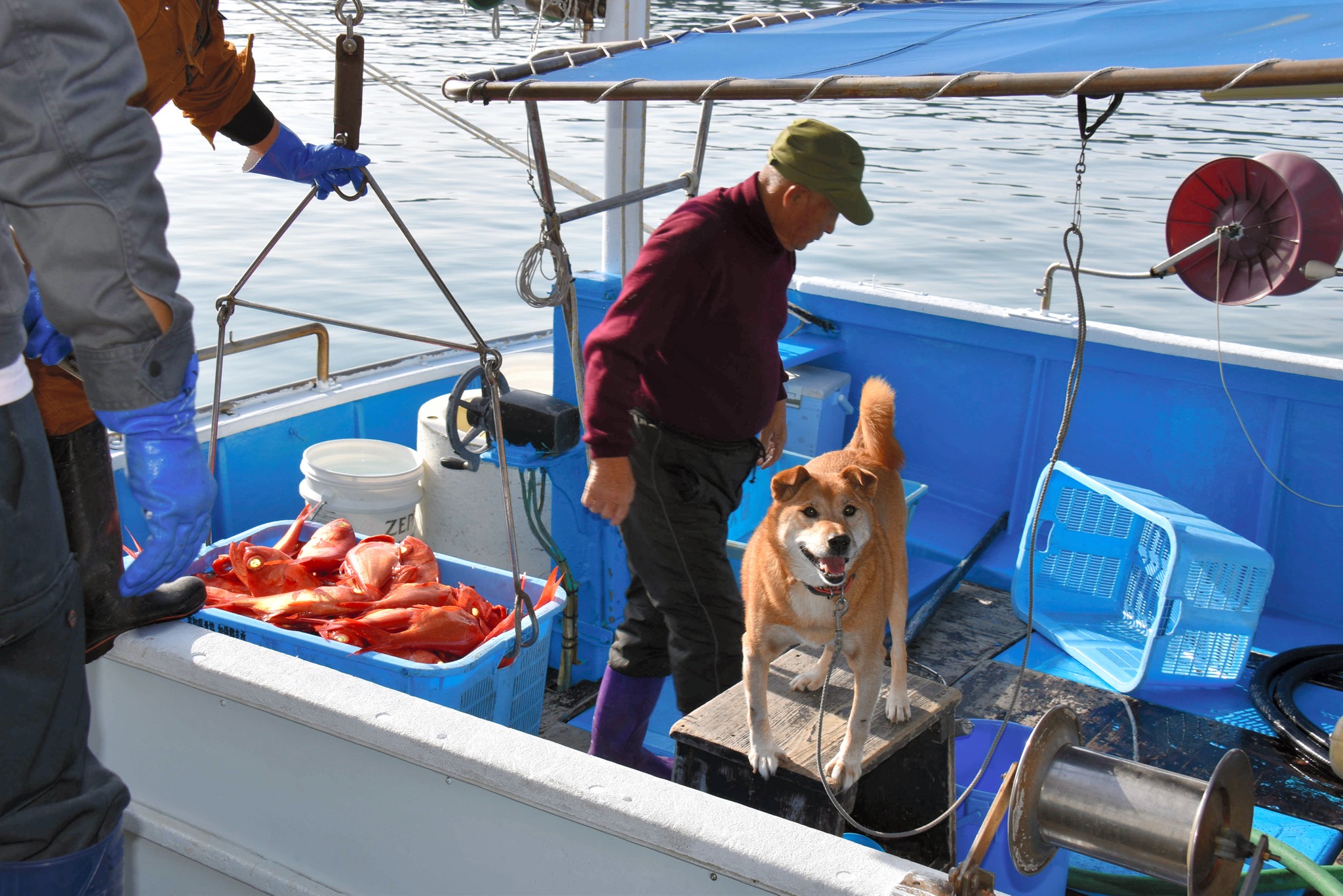 キンメダイを水揚げする徳永悦男さんとジョン=2018年11月30日午後1時59分、高知県奈半利町の加領郷漁港、笠原雅俊撮影