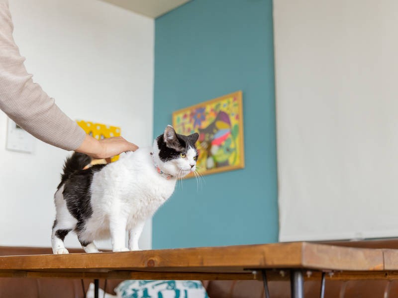 ご主人にトントンされて上機嫌に