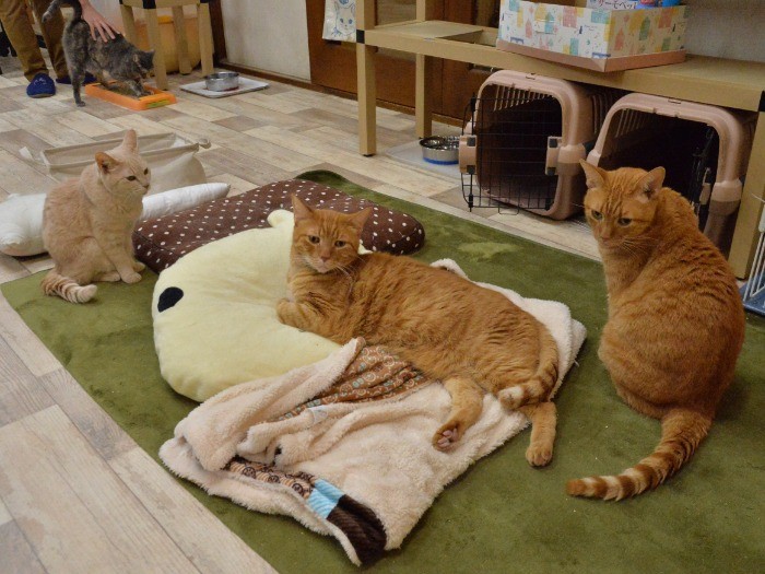 15歳のふたば(左)と13歳の息子みるくとはな「マザコンじゃないよ」